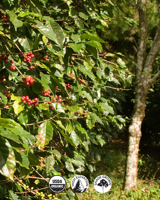 ☕ Why Shade-Grown Coffee Tastes Amazing